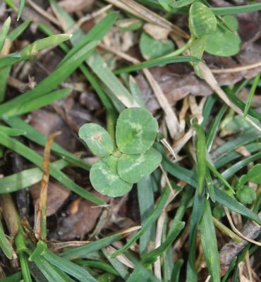 Clover Cover
Jean Perry set out this week to find a four-leaf clover for the St. Patrick’s Day edition, certain that she would eventually find one. Perry has lost count of how many four-leaf clovers she has found in her life because it seems everywhere she looks, she finds one, or two, or three… This four-leaf clover was found close to the bike path in Mattapoisett near Brandt Island Road. Photo by Jean Perry - March 17, 2016 edition
