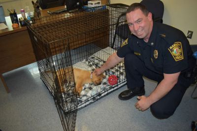 Norman the comfort dog
Norman the comfort dog has been welcomed to the Marion Police Department and Old Rochester Regional School District and MA Superintendency Union #55 by Officer Tracy, Superintendent Michael S. Nelson and Chief Richard Nighelli. Photos courtesy Boonefield Labradors, Marion Police Department and ORR District
