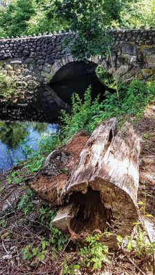 River Road
Lois Cosgrove captured the ethereal beauty of late summer in Mattapoisett where the old River Road stone arch bridge crosses the Mattapoisett River.
