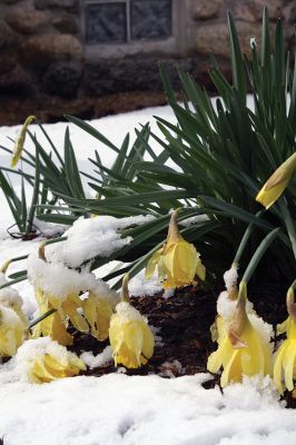 Snow Flowers
These sad-sallow daffodils in front of the Rochester Town Hall look pretty much like how we all felt Sunday morning when we woke up and looked out the window. The region experienced a strange series of snow squalls coupled with high winds on April 3, followed by a late spring snow and slush storm on Monday that manifested into unalloyed New England hell. Photo by Jean Perry
