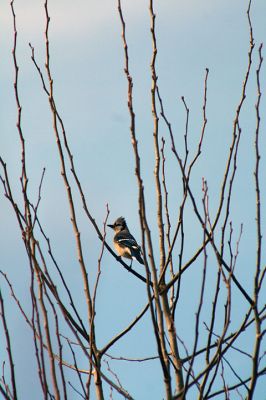 Great Backyard Bird Count
February 17-20 was the annual Great Backyard Bird Count all across the entire globe. Here, a blue jay pauses to listen to the calls of other jays on the warm sunny Sunday morning of February 19 at the Nasketucket Bay State Reservation. Photo by Jean Perry - February 23, 2017 edition
