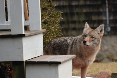 Coyote Concerns
This Coyote was seen on Moorings Road in Marion. Photo by Steve Chicco.
