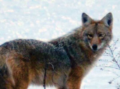 Coy Wolf
Steve Chicco spotted and captured this image of what he says is a “coy wolf” seen on Converse Point.
