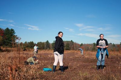 Cranberry Outing
Perfect weather brought out the young and the young at heart to the second annual cranberry harvest at “The Bogs” on Acushnet Road in Mattapoisett, a Buzzards Bay Coalition property. The retired bog acreage is slowly returning to meadows and woodlands. But for now cranberries continue to grow giving the do-it-yourself harvester a chance to enjoy nature’s bounty. Photos by Marilou Newell
