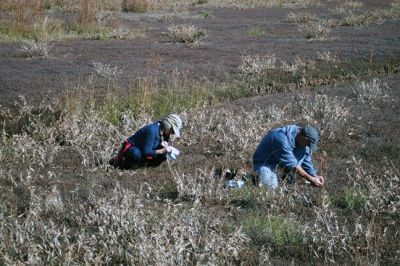 Cranberry Outing
Perfect weather brought out the young and the young at heart to the second annual cranberry harvest at “The Bogs” on Acushnet Road in Mattapoisett, a Buzzards Bay Coalition property. The retired bog acreage is slowly returning to meadows and woodlands. But for now cranberries continue to grow giving the do-it-yourself harvester a chance to enjoy nature’s bounty. Photos by Marilou Newell
