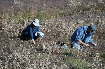 Cranberry Outing
Perfect weather brought out the young and the young at heart to the second annual cranberry harvest at “The Bogs” on Acushnet Road in Mattapoisett, a Buzzards Bay Coalition property. The retired bog acreage is slowly returning to meadows and woodlands. But for now cranberries continue to grow giving the do-it-yourself harvester a chance to enjoy nature’s bounty. Photos by Marilou Newell
