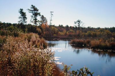 Cranberry Outing
Perfect weather brought out the young and the young at heart to the second annual cranberry harvest at “The Bogs” on Acushnet Road in Mattapoisett, a Buzzards Bay Coalition property. The retired bog acreage is slowly returning to meadows and woodlands. But for now cranberries continue to grow giving the do-it-yourself harvester a chance to enjoy nature’s bounty. Photos by Marilou Newell
