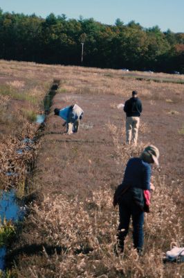 Cranberry Outing
Perfect weather brought out the young and the young at heart to the second annual cranberry harvest at “The Bogs” on Acushnet Road in Mattapoisett, a Buzzards Bay Coalition property. The retired bog acreage is slowly returning to meadows and woodlands. But for now cranberries continue to grow giving the do-it-yourself harvester a chance to enjoy nature’s bounty. Photos by Marilou Newell
