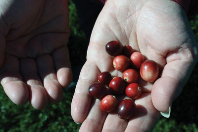 Dry Harvest
It’s cranberry season in Southeastern Massachusetts. With drought conditions, dry harvesting the berries has started largely unaffected by the lack of water thus far, but bog flooding later in the season could be affected if water sources are not replenished with rain. Paula and Dana Johnson of Rochester are in the midst of their dry pick, circling the bogs, one after the other, day in and day out with their mechanical Furfords and burlap sacks to harvest the cranberries fit for fresh fruit sale. 
