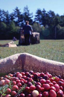 Dry Harvest
It’s cranberry season in Southeastern Massachusetts. With drought conditions, dry harvesting the berries has started largely unaffected by the lack of water thus far, but bog flooding later in the season could be affected if water sources are not replenished with rain. Paula and Dana Johnson of Rochester are in the midst of their dry pick, circling the bogs, one after the other, day in and day out with their mechanical Furfords and burlap sacks to harvest the cranberries fit for fresh fruit sale. 
