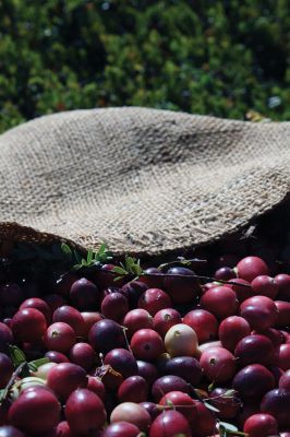 Dry Harvest
It’s cranberry season in Southeastern Massachusetts. With drought conditions, dry harvesting the berries has started largely unaffected by the lack of water thus far, but bog flooding later in the season could be affected if water sources are not replenished with rain. Paula and Dana Johnson of Rochester are in the midst of their dry pick, circling the bogs, one after the other, day in and day out with their mechanical Furfords and burlap sacks to harvest the cranberries fit for fresh fruit sale. 
