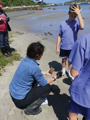 Island Classroom
The “Island Classroom” trip was held on June 1 in concert with the Mattapoisett Land Trust and the Mattapoisett Cultural Council, which sponsored 61 Old Hammondtown sixth-graders for a scientific day of workshops and activities with the STEAM Academy and island classroom. Photos courtesy of Ellen P. Flynn, MLT
