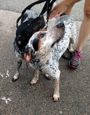 Dogs
Can you spot the dog on Prozac? Read News Editor Jean Perry’s account of her recently adopted “imperfect” rescue dogs in her first installment of “This Imperfect Life.” That’s Ethel on the left and Ricky on the right. Photo by Denise Mello
