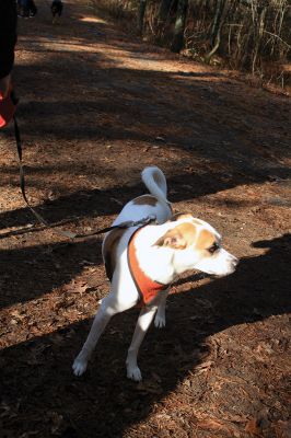 Hot-To-Trot Dog Walk
On November 30, a spring-like winter’s day, the Sippican Lands Trust held its 2nd annual Hot-To-Trot Post-Thanksgiving Day dog walk. About 12 dogs of all shapes and sizes brought their humans out for a guided tour of the White Eagle property located off Route 6 in Marion. Dogs received stylish orange neckerchiefs and dog treats. Photo by Marilou Newell
