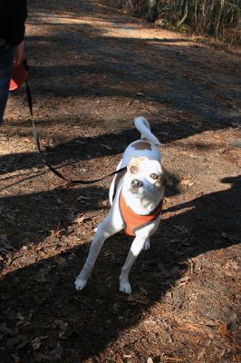 Hot-To-Trot Dog Walk
On November 30, a spring-like winter’s day, the Sippican Lands Trust held its 2nd annual Hot-To-Trot Post-Thanksgiving Day dog walk. About 12 dogs of all shapes and sizes brought their humans out for a guided tour of the White Eagle property located off Route 6 in Marion. Dogs received stylish orange neckerchiefs and dog treats. Photo by Marilou Newell
