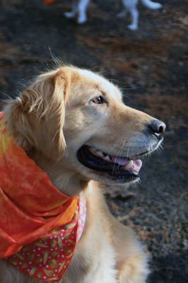 Hot-To-Trot Dog Walk
On November 30, a spring-like winter’s day, the Sippican Lands Trust held its 2nd annual Hot-To-Trot Post-Thanksgiving Day dog walk. About 12 dogs of all shapes and sizes brought their humans out for a guided tour of the White Eagle property located off Route 6 in Marion. Dogs received stylish orange neckerchiefs and dog treats. Photo by Marilou Newell
