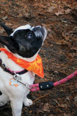 Hot-To-Trot Dog Walk
On November 30, a spring-like winter’s day, the Sippican Lands Trust held its 2nd annual Hot-To-Trot Post-Thanksgiving Day dog walk. About 12 dogs of all shapes and sizes brought their humans out for a guided tour of the White Eagle property located off Route 6 in Marion. Dogs received stylish orange neckerchiefs and dog treats. Photo by Marilou Newell
