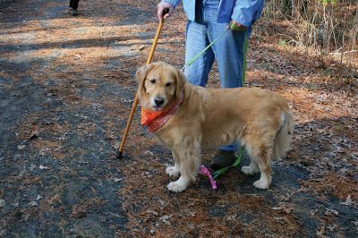 Hot-To-Trot Dog Walk
On November 30, a spring-like winter’s day, the Sippican Lands Trust held its 2nd annual Hot-To-Trot Post-Thanksgiving Day dog walk. About 12 dogs of all shapes and sizes brought their humans out for a guided tour of the White Eagle property located off Route 6 in Marion. Dogs received stylish orange neckerchiefs and dog treats. Photo by Marilou Newell
