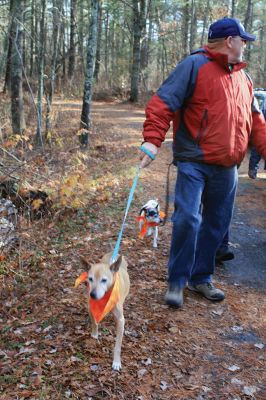 Hot-To-Trot Dog Walk
On November 30, a spring-like winter’s day, the Sippican Lands Trust held its 2nd annual Hot-To-Trot Post-Thanksgiving Day dog walk. About 12 dogs of all shapes and sizes brought their humans out for a guided tour of the White Eagle property located off Route 6 in Marion. Dogs received stylish orange neckerchiefs and dog treats. Photo by Marilou Newell
