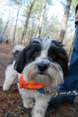 Hot to Trot
The third annual “Hot to Trot” dog walk hosted by the Sippican Lands Trust brought about 20 dogs and at least twice as many humans out for a post-Thanksgiving walk at the SLT’s White Eagle property in Marion on November 29. The property is about 1,200 contiguous acres of conservation land including 24 acres of cranberry bogs. Photos by Colin Veitch
