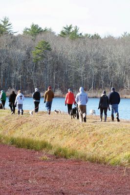 Hot to Trot
The third annual “Hot to Trot” dog walk hosted by the Sippican Lands Trust brought about 20 dogs and at least twice as many humans out for a post-Thanksgiving walk at the SLT’s White Eagle property in Marion on November 29. The property is about 1,200 contiguous acres of conservation land including 24 acres of cranberry bogs. Photos by Colin Veitch
