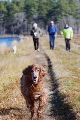 Hot to Trot
The third annual “Hot to Trot” dog walk hosted by the Sippican Lands Trust brought about 20 dogs and at least twice as many humans out for a post-Thanksgiving walk at the SLT’s White Eagle property in Marion on November 29. The property is about 1,200 contiguous acres of conservation land including 24 acres of cranberry bogs. Photos by Colin Veitch
