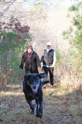 Hot to Trot
The third annual “Hot to Trot” dog walk hosted by the Sippican Lands Trust brought about 20 dogs and at least twice as many humans out for a post-Thanksgiving walk at the SLT’s White Eagle property in Marion on November 29. The property is about 1,200 contiguous acres of conservation land including 24 acres of cranberry bogs. Photos by Colin Veitch
