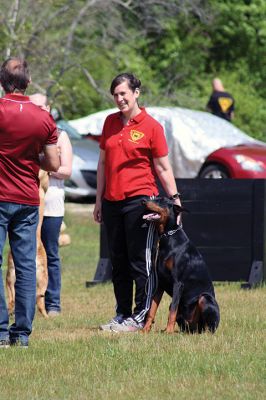 SouthCoast Working Dog Club
The SouthCoast Working Dog Club held a three-day Schutzhund trial at the Rochester Country Fairgrounds on May 27-29. The event is a competition in training, tracking, obedience, and protection for working breeds of dogs. Training Director Mario Gomes’ German shepherd, “Caribou,” is headed to the World Championship in Slovenia to represent the USA. Photos by Jean Perry and Denzil Ernstzen
