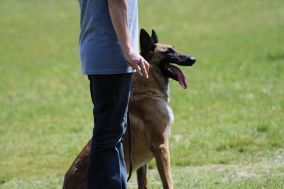 SouthCoast Working Dog Club
The SouthCoast Working Dog Club held a three-day Schutzhund trial at the Rochester Country Fairgrounds on May 27-29. The event is a competition in training, tracking, obedience, and protection for working breeds of dogs. Training Director Mario Gomes’ German shepherd, “Caribou,” is headed to the World Championship in Slovenia to represent the USA. Photos by Jean Perry and Denzil Ernstzen
