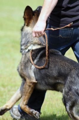 SouthCoast Working Dog Club
The SouthCoast Working Dog Club held a three-day Schutzhund trial at the Rochester Country Fairgrounds on May 27-29. The event is a competition in training, tracking, obedience, and protection for working breeds of dogs. Training Director Mario Gomes’ German shepherd, “Caribou,” is headed to the World Championship in Slovenia to represent the USA. Photos by Jean Perry and Denzil Ernstzen
