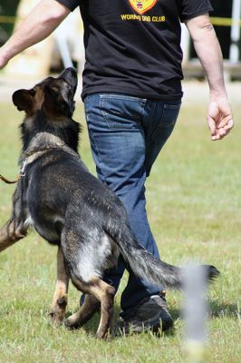 SouthCoast Working Dog Club
The SouthCoast Working Dog Club held a three-day Schutzhund trial at the Rochester Country Fairgrounds on May 27-29. The event is a competition in training, tracking, obedience, and protection for working breeds of dogs. Training Director Mario Gomes’ German shepherd, “Caribou,” is headed to the World Championship in Slovenia to represent the USA. Photos by Jean Perry and Denzil Ernstzen
