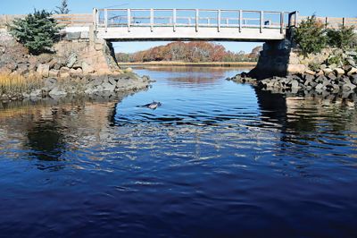 Dolphin
A sharp-eyed reader spotted this juvenile bottlenose dolphin swimming up the Mattapoisett River. 
