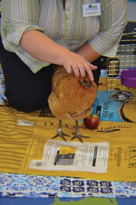 Dorothy the chicken
Dorothy the chicken visited the Project Grow students (pictured here) and the kindergarten kids on Monday, November 6, for a story time hosted by Evelyn Golden and Molly Vollmer of the Plymouth County Extension 4-H Office. This brief intro to embryology, along with Dorothy’s charming demeanor, was enough to excite the kids about the joys of keeping chickens. Photos by Jean Perry
