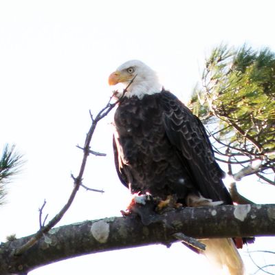 The Eagle Has Landed
Marion resident Hope Vary was blown away to see a bald eagle perched in the trees above her 2010 Labor Day cookout. The eagle sighting in Marion was indicative of the population recovery that bald eagles are making in the United States. Although they are still considered endangered in Massachusetts, they have been taken off the federal list of endangered species. Photo by Hope Vary.
