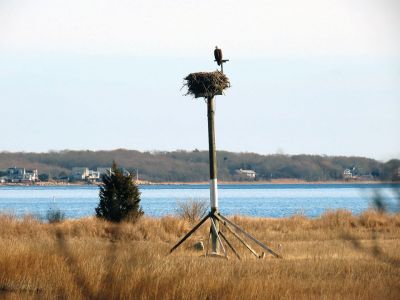 Eagle's Nest
Faith Ball shared these photos of an eagle that was sitting on an osprey nest in a marsh in Mattapoisett.
