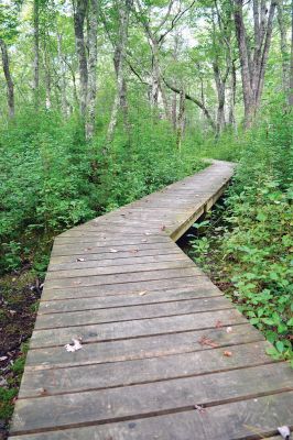 East Over Reservation 
The East Over Reservation Hales Brook Tract and Sippican River Tract is 322 acres of conservation land overseen by the Rochester and Sippican Lands Trusts. There are about two and a half miles of hiking trails that begin with raised wooden boardwalks and bog bridges that zigzag deeper into the woods. Take a hike! Photo by Jean Perry
