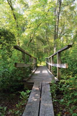 East Over Reservation 
The East Over Reservation Hales Brook Tract and Sippican River Tract is 322 acres of conservation land overseen by the Rochester and Sippican Lands Trusts. There are about two and a half miles of hiking trails that begin with raised wooden boardwalks and bog bridges that zigzag deeper into the woods. Take a hike! Photo by Jean Perry
