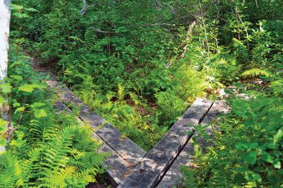 East Over Reservation 
The East Over Reservation Hales Brook Tract and Sippican River Tract is 322 acres of conservation land overseen by the Rochester and Sippican Lands Trusts. There are about two and a half miles of hiking trails that begin with raised wooden boardwalks and bog bridges that zigzag deeper into the woods. Take a hike! Photo by Jean Perry
