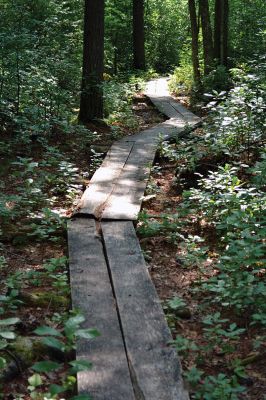 East Over Reservation 
The East Over Reservation Hales Brook Tract and Sippican River Tract is 322 acres of conservation land overseen by the Rochester and Sippican Lands Trusts. There are about two and a half miles of hiking trails that begin with raised wooden boardwalks and bog bridges that zigzag deeper into the woods. Take a hike! Photo by Jean Perry
