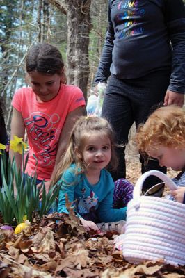 Sippican Lands Trust Easter Egg Hunt
The Sippican Lands Trust hosted another Easter egg hunt at its Peirson Woods property off Point Road on Sunday, April 14. It was a successful hunt for the dozen or so kids who found every single one of the 600 eggs hidden along the trail. Photos by Jean Perry
