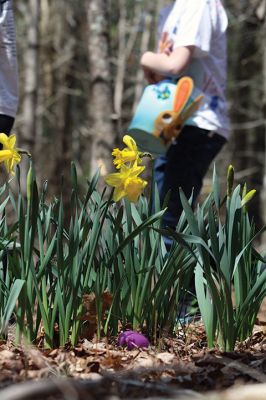 Sippican Lands Trust Easter Egg Hunt
The Sippican Lands Trust hosted another Easter egg hunt at its Peirson Woods property off Point Road on Sunday, April 14. It was a successful hunt for the dozen or so kids who found every single one of the 600 eggs hidden along the trail. Photos by Jean Perry
