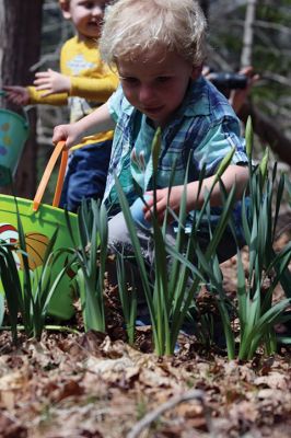 Sippican Lands Trust Easter Egg Hunt
The Sippican Lands Trust hosted another Easter egg hunt at its Peirson Woods property off Point Road on Sunday, April 14. It was a successful hunt for the dozen or so kids who found every single one of the 600 eggs hidden along the trail. Photos by Jean Perry
