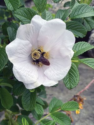 Weekend Fun
Beach rose with a bee. Photo by Ellen Scholter
