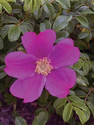 Weekend Fun
Beach rose. Photo by Ellen Scholter
