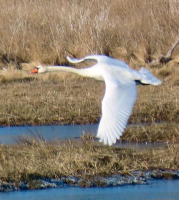 Swans
Faith Ball shared a photo of the pair of swans that recently returned to Mattapoisett harbor.
