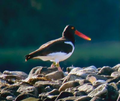 Oyster Catcher 
Oyster catcher on the rocky beach. Photo courtesy of Faith Ball
Keywords: Oyster catcher on the rocky beach. Photo courtesy of Faith Ball