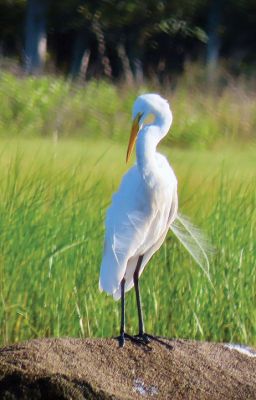 Egret
Faith Ball shared this photo of an egret on Crescent Beach.
