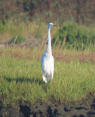 Mattapoisett
Photo by Faith Ball
