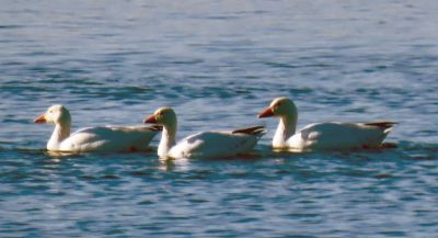 Snow Geese
Faith Ball wanted to share some shots of three snow geese that she spotted in Mattapoisett Harbor during her Saturday morning walk. The geese flew in alone, then slowly joined a large flock of Canada Geese that were also in the area.
