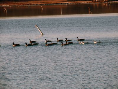 Snow Geese
Faith Ball wanted to share some shots of three snow geese that she spotted in Mattapoisett Harbor during her Saturday morning walk. The geese flew in alone, then slowly joined a large flock of Canada Geese that were also in the area.
